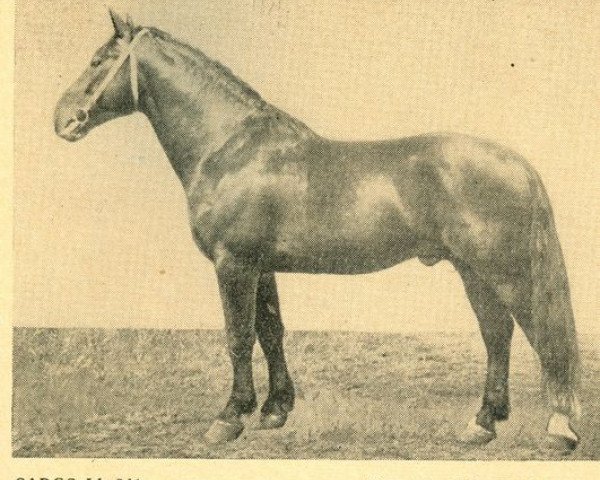 stallion Sargs (Latvian Warmblood, 1950, from Spekonis)
