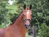 dressage horse Dr. Watson Jr. (Hanoverian, 2014, from Dr. Watson)