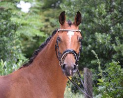 dressage horse Dr. Watson Jr. (Hanoverian, 2014, from Dr. Watson)