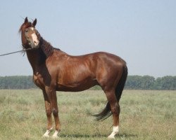 stallion Organ (Russian Trakehner, 1992, from Gret 4)