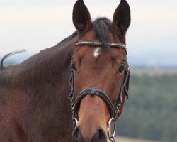 Pferd Bella (Westfale, von Ehrenstolz)