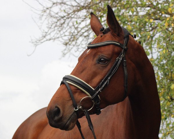 dressage horse La Vie (Westphalian,  , from Laureus 12)