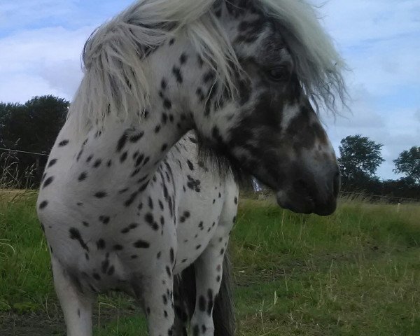 horse Krokus (Nederlands Appaloosa Pony,  )