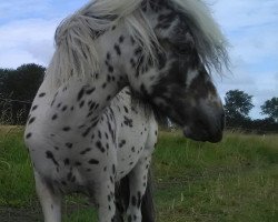 horse Krokus (Nederlands Appaloosa Pony)