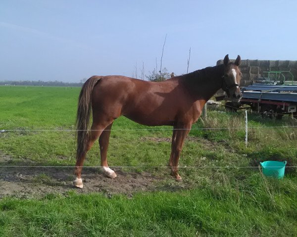 broodmare Varybelle (KWPN (Royal Dutch Sporthorse), 2002, from Indoctro)
