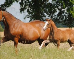 Pferd Honestus (Trakehner, 2011, von Benz)