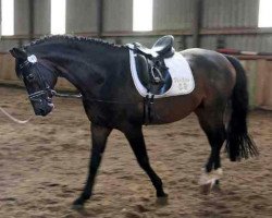 stallion Paspao (Trakehner, 1994, from Anduc)