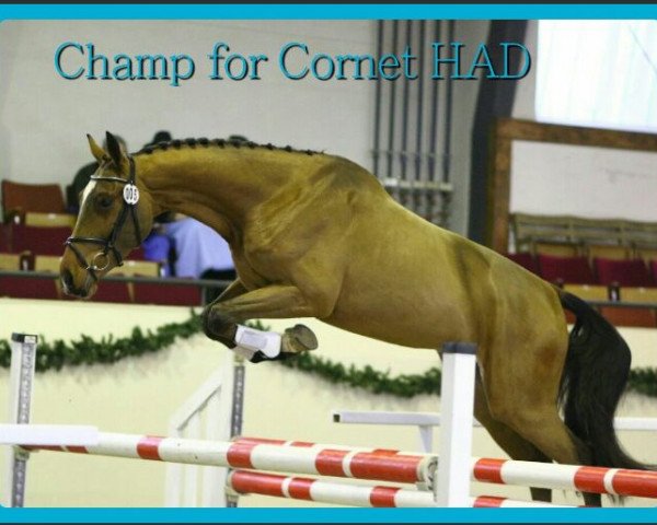 Springpferd Champ for Cornet HAD (Deutsches Sportpferd, 2011, von Colestus)