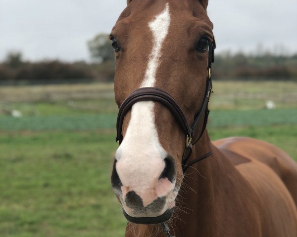 Pferd Bernadette 22 (Hannoveraner, 2004, von Wolkentanz I)