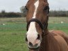 horse Bernadette 22 (Hanoverian, 2004, from Wolkentanz I)