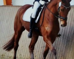 dressage horse William Shakespeare 5 (Hanoverian, 2009, from Wolkenstein II)