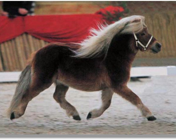 stallion Sietse van Vries (Shetland Pony, 2002, from Edern Harfi Huws)