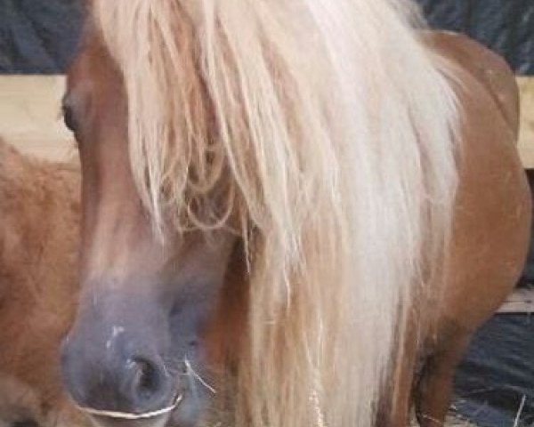 Zuchtstute Helena (Shetland Pony, 2014)