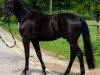 dressage horse Fürstentanz 11 (German Sport Horse, 2013, from Fürstenball)