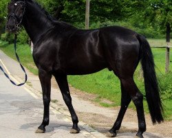 dressage horse Fürstentanz 11 (German Sport Horse, 2013, from Fürstenball)