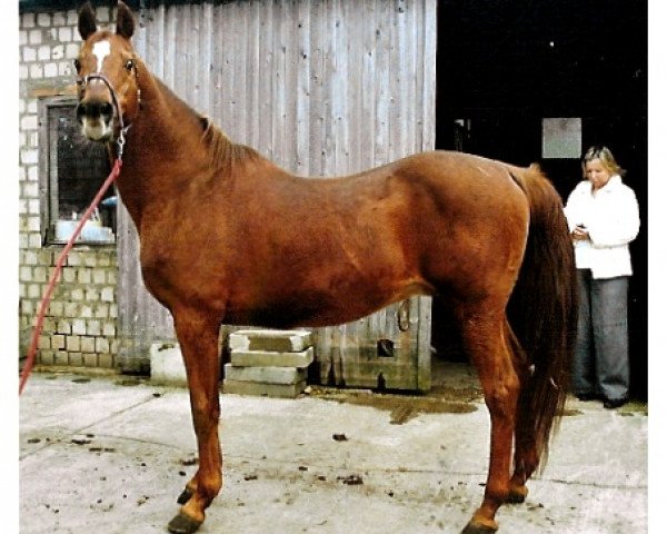 stallion Palermo x (Arabian thoroughbred, 1979, from Sektor x)
