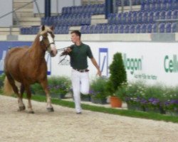 broodmare Frieda (Black Forest Horse, 2001, from Feldsee)