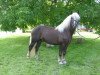 stallion Merten (Black Forest Horse, 2007, from Monsun)