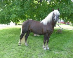 stallion Merten (Black Forest Horse, 2007, from Monsun)