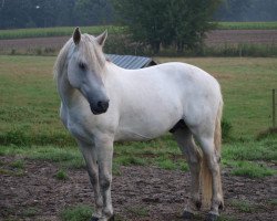 Deckhengst Irish Boy of Hazelfield (Connemara-Pony, 2004, von Apollon Pondi)