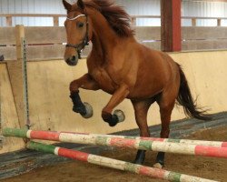 dressage horse Obora's Elite (Oldenburg show jumper, 2006, from Griseldi)