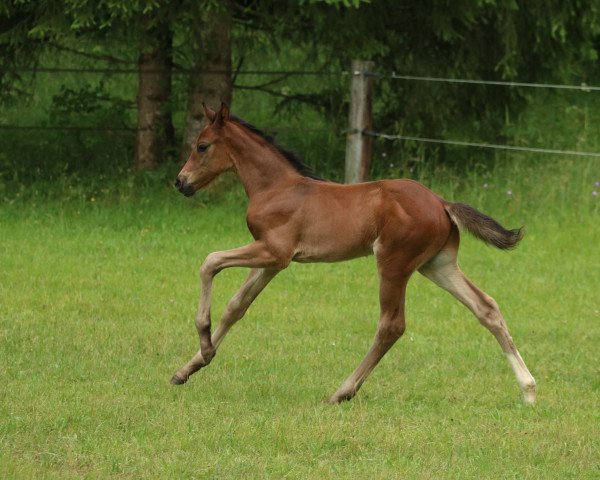 dressage horse Vino Veritas M (German Sport Horse, 2021, from Vidar)