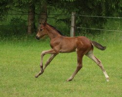 Pferd Vino Veritas M (Deutsches Sportpferd, 2021, von Vidar)