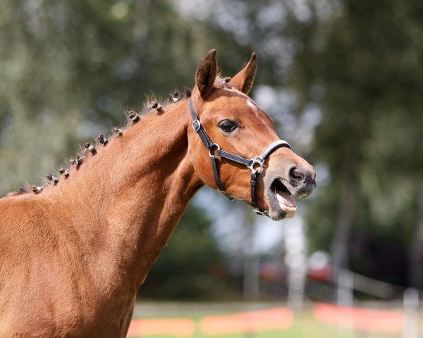 jumper Cup&Cino PB (German Riding Pony, 2017, from Koetsiershoeve Cream on Top)