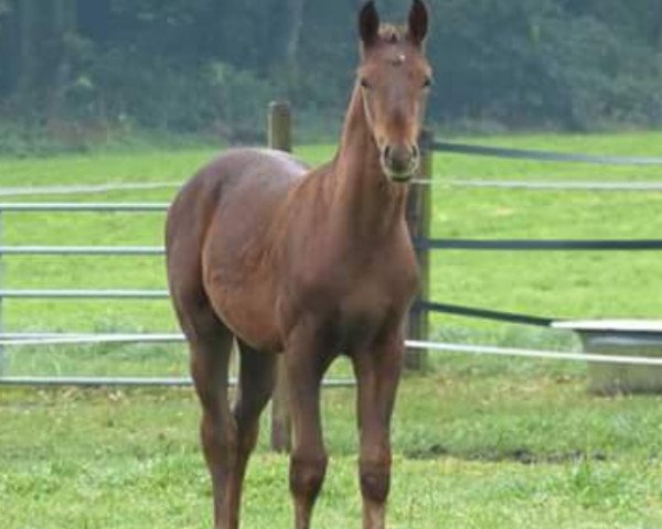 dressage horse Fogarty (Oldenburg, 2017, from For Romance I)