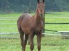 dressage horse Fogarty (Oldenburg, 2017, from For Romance I)