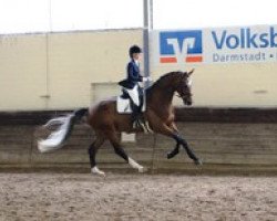 dressage horse Fuchurs Dream (Hanoverian, 2010, from Florencio I)