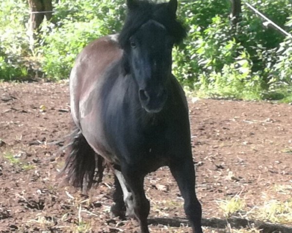 Zuchtstute Kimberly's Glory v. Stal Olyhof (Shetland Pony, 1995, von Duco van Stal Rosita de Heegh)