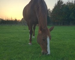 Pferd Gipsy (Hessisches Warmblut, 1996, von Grand Canyon)