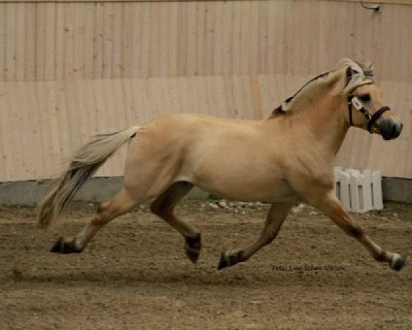 Pferd Rocco Vårby (Fjordpferd, 2009, von Glibings Ajs FJH 736)