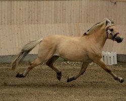 horse Rocco Vårby (Fjord Horse, 2009, from Glibings Ajs FJH 736)