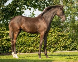 horse Moneygall GH (Hannoveraner, 2017, from Morricone)