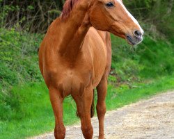 broodmare Morgenroete (Hanoverian, 1990, from Mister A)