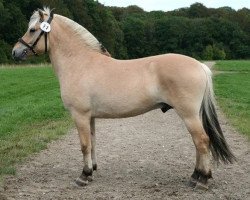 stallion Neptun Skovå (Fjord Horse, 2007, from Kastanjegårdens Charli)