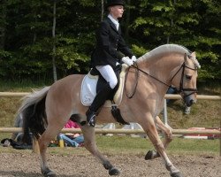 stallion Florian Skovå (Fjord Horse, 1999, from Pikant Halsnæs )