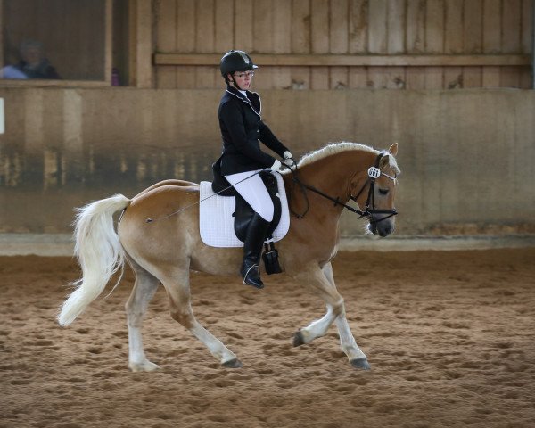 dressage horse Avelino Ass (4,00% ox) (Edelbluthaflinger, 2011, from Argentino Ass (5,47% ox))