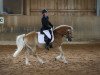 dressage horse Avelino Ass (4,00% ox) (Edelbluthaflinger, 2011, from Argentino Ass (5,47% ox))