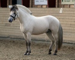 stallion Rival Skovå (Fjord Horse, 2010, from Finfin N.2601)