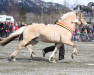 stallion Frederik Skovå (Fjord Horse, 1999, from Pikant Halsnæs )