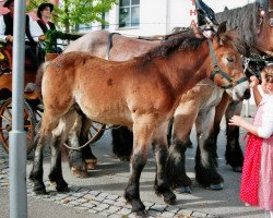 horse Malifitz (Rheinisch-Deutsches Kaltblut, 2017, from Fritz)