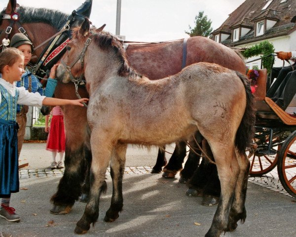 horse Linus (Rhenish-German Cold-Blood, 2017, from Louis)