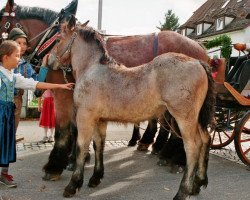 horse Linus (Rheinisch-Deutsches Kaltblut, 2017, from Louis)