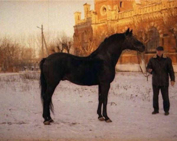 stallion Intrigan (Russian Warmblood, 1986, from Imbir)