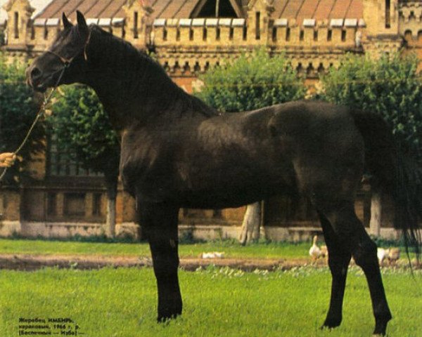 stallion Imbir (Russian Warmblood, 1966, from Bespetschnyj)