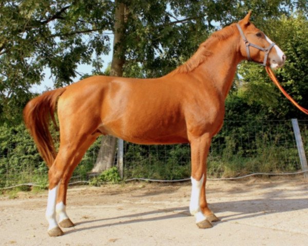 jumper Jimmy Phin (KWPN (Royal Dutch Sporthorse), 2014, from Phin Phin)