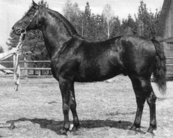 Deckhengst Buket (Russisches Warmblut, 1936, von Oscherelok)